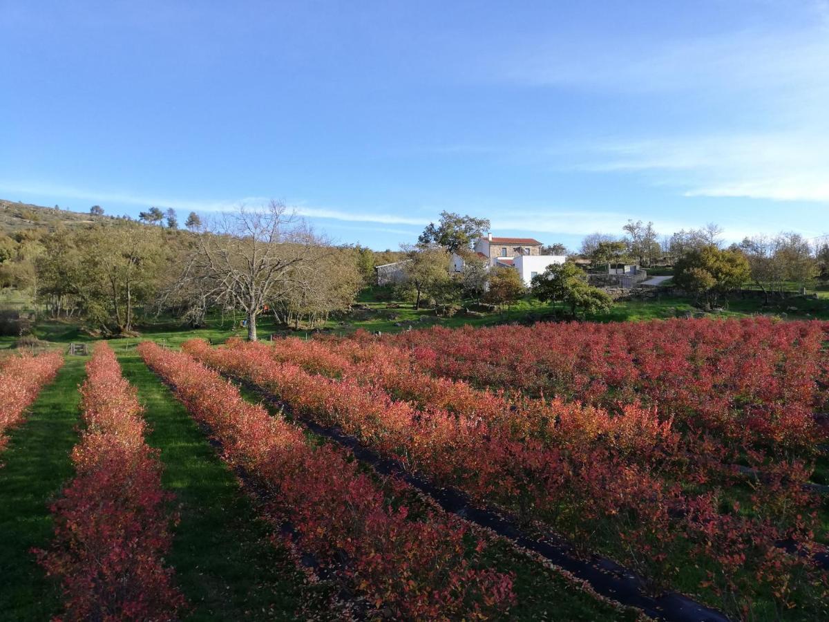 Quinta Dos Carvalhais - Serra Da Estrela Fornos de Algodres Zewnętrze zdjęcie