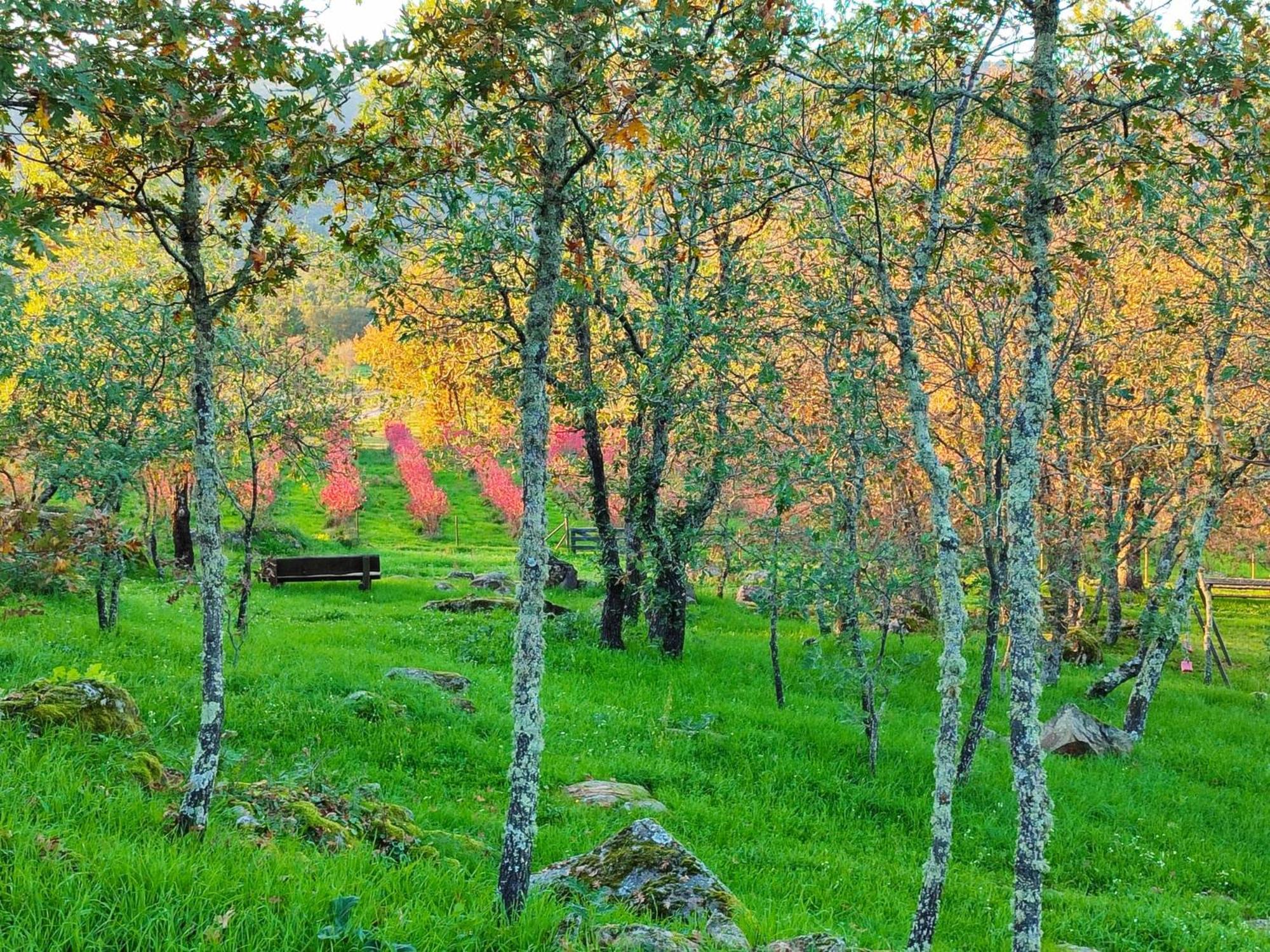 Quinta Dos Carvalhais - Serra Da Estrela Fornos de Algodres Zewnętrze zdjęcie